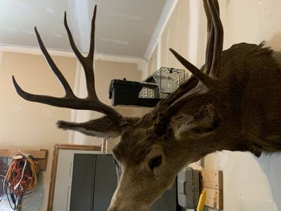 Mule Deer Mount