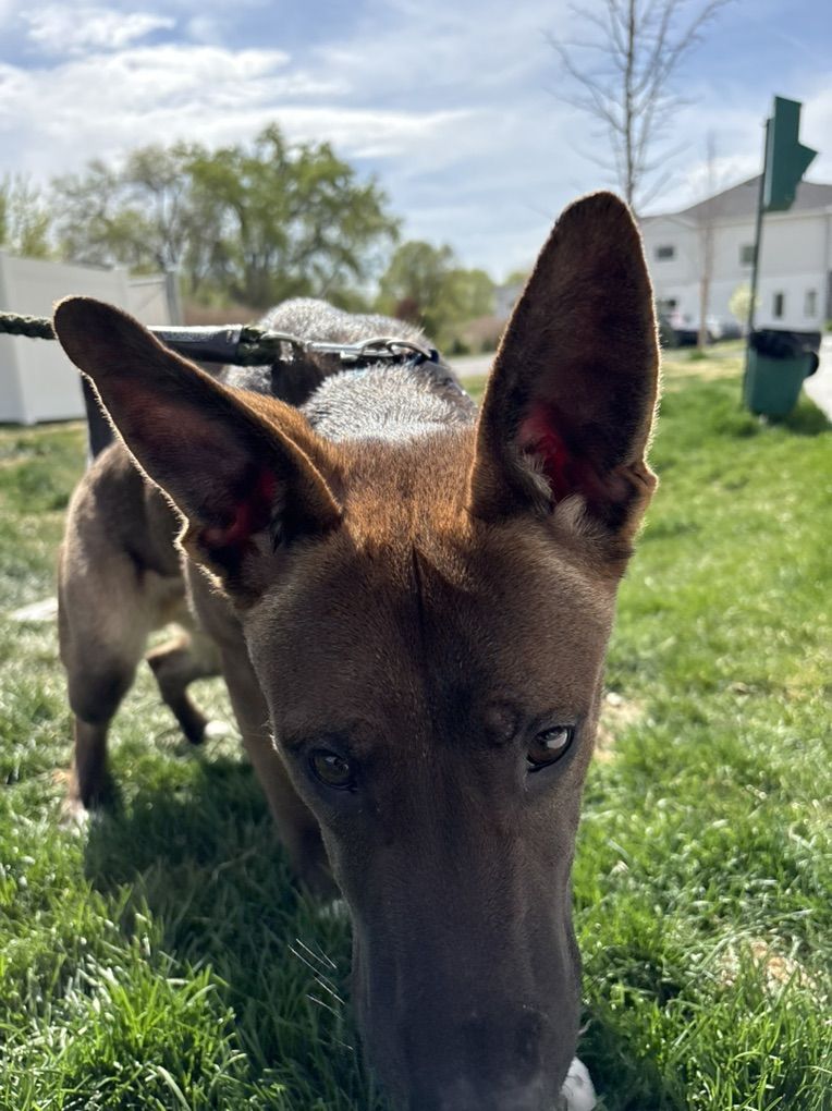German Shaperd Puppy