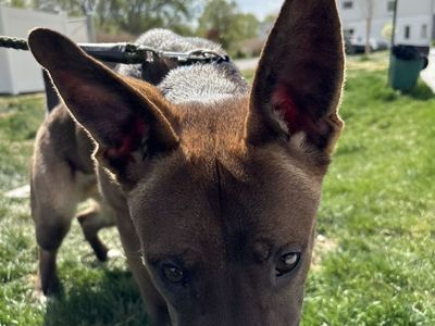 German Shaperd Puppy