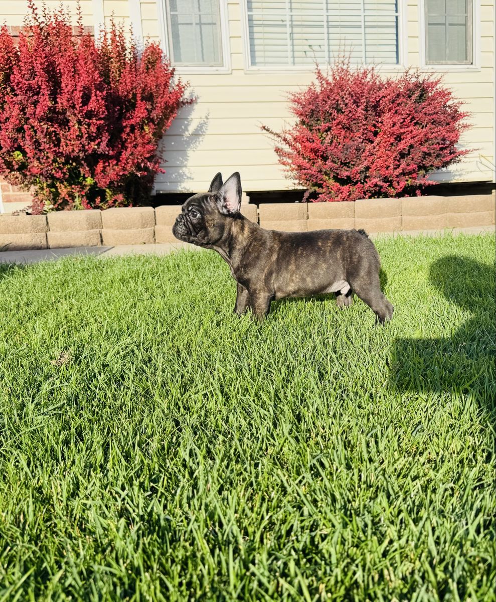 AKC French Bulldog Puppy
