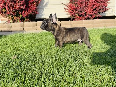 AKC French Bulldog Puppy