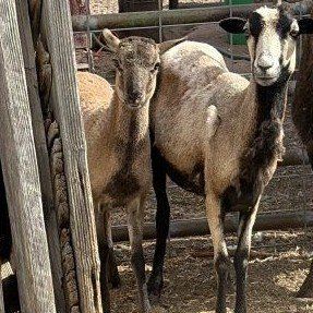 Barbados Hair Sheep 3 Ewes, 3 Lambs
