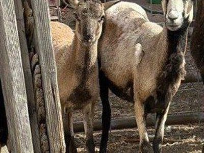 Barbados Hair Sheep 3 Ewes, 3 Lambs