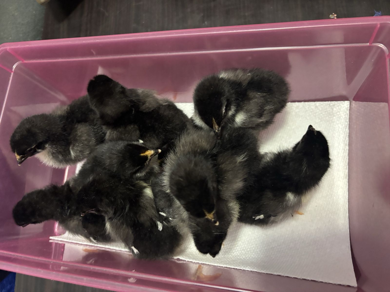 Black Copper Marans Chicks