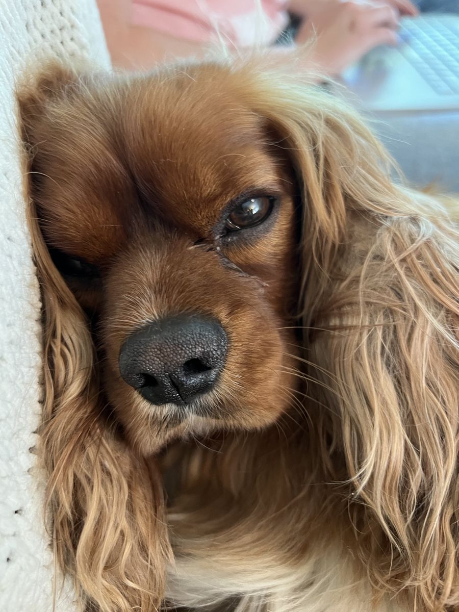Cavalier King Charles Spaniel
