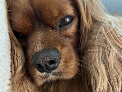 Cavalier King Charles Spaniel