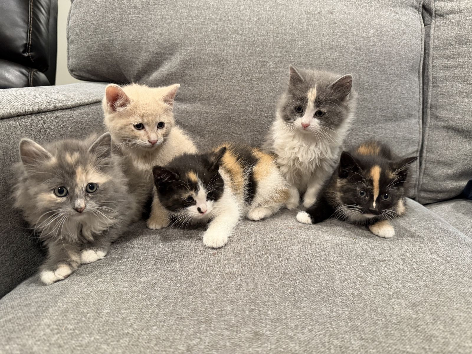 Kittens - 8 weeks old