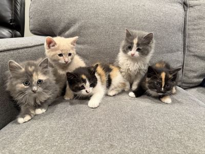 Kittens - 8 weeks old