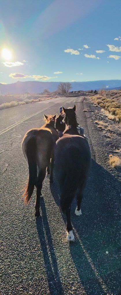 buckskin roan  2024 Filly
