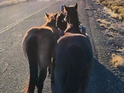 buckskin roan 2024 Filly