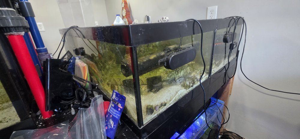 2 45 gallon frag tank set up