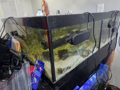 2 45 gallon frag tank set up