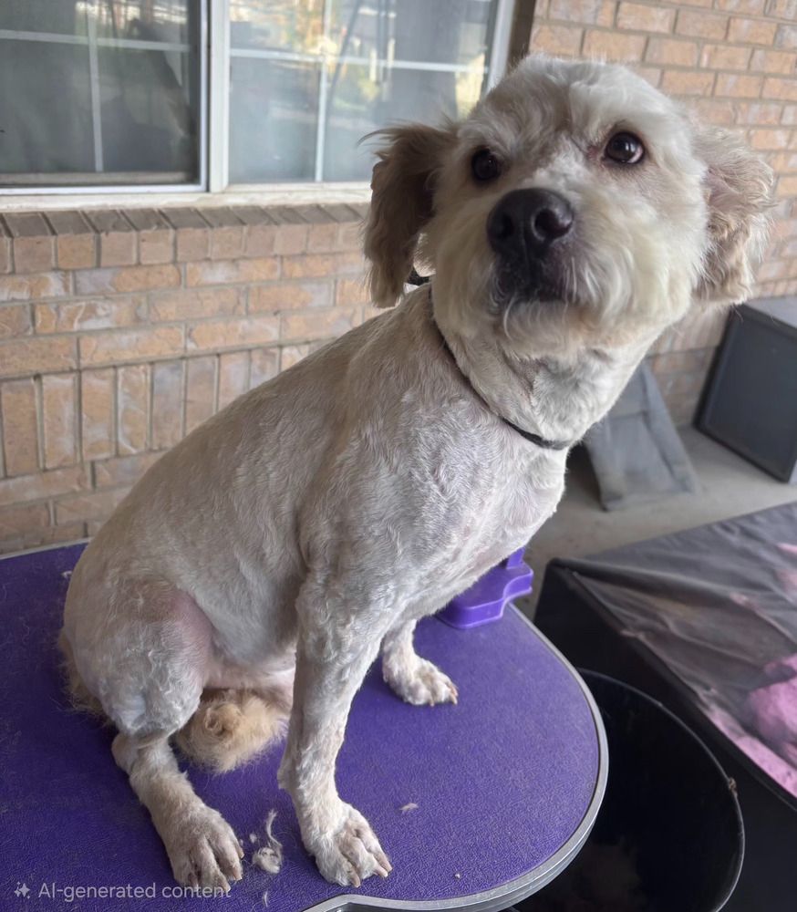 Poodle (Osito)