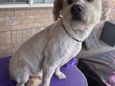 Poodle (Osito)