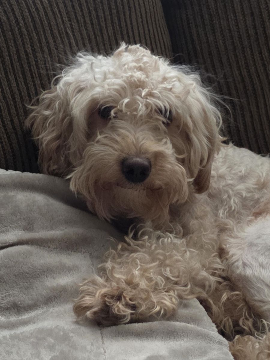 AKC Miniature Poodle
