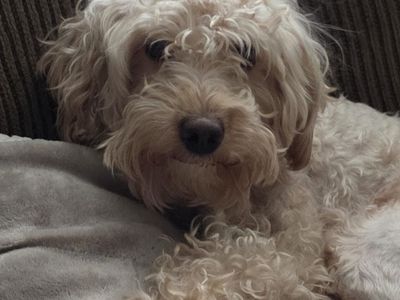 AKC Miniature Poodle