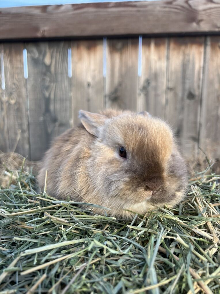 Chocolate Harlequin Buck