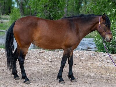 4yo Mustang Mare project horse