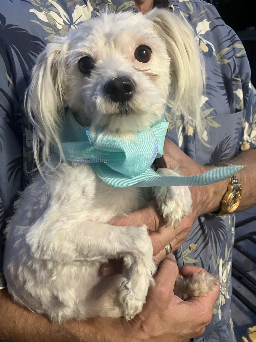 Maltese male