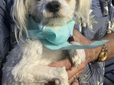 Maltese male