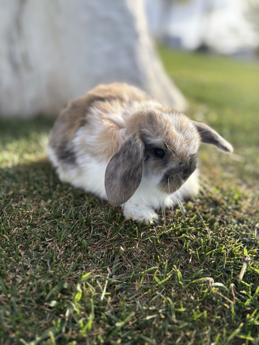 Holland Lop Boy Rabbit - 8 Weeks Old