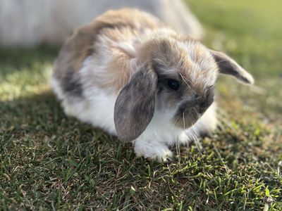 Holland Lop Boy Rabbit - 8 Weeks Old