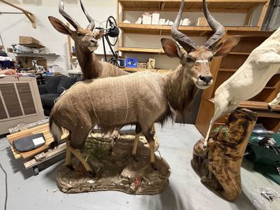 Nyala and springbok full body taxidermy mounts