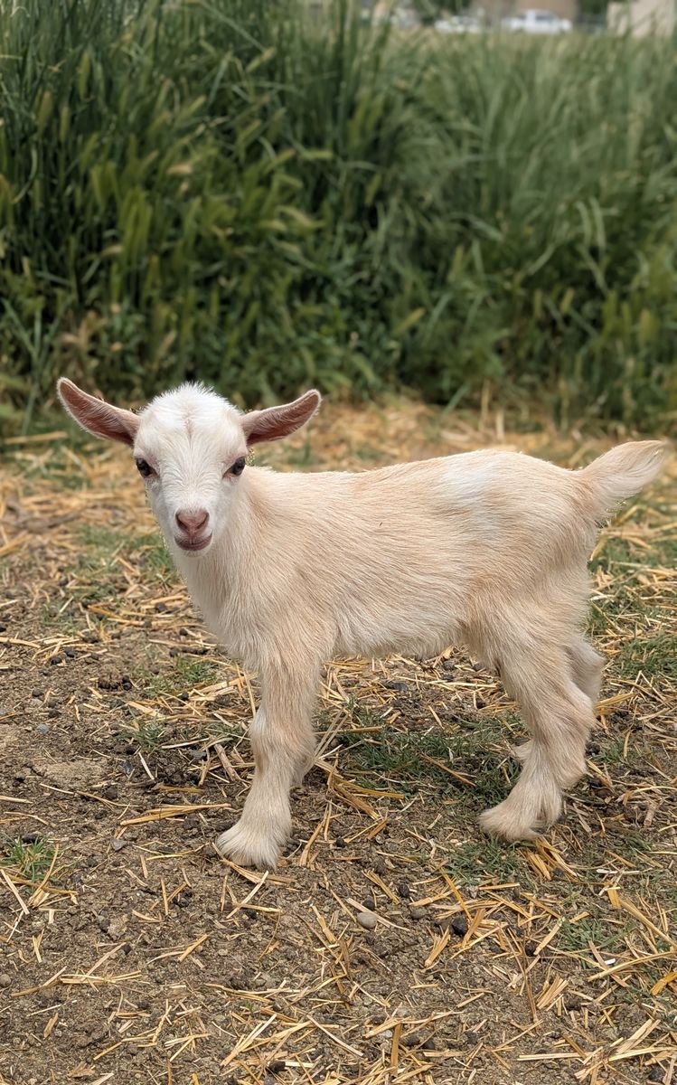 Baby Nigerian Dwarf Goat Doeling for Sale