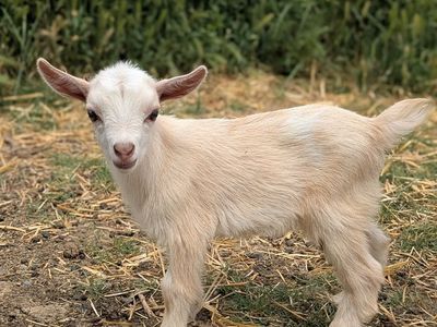 Baby Nigerian Dwarf Goat Doeling for Sale