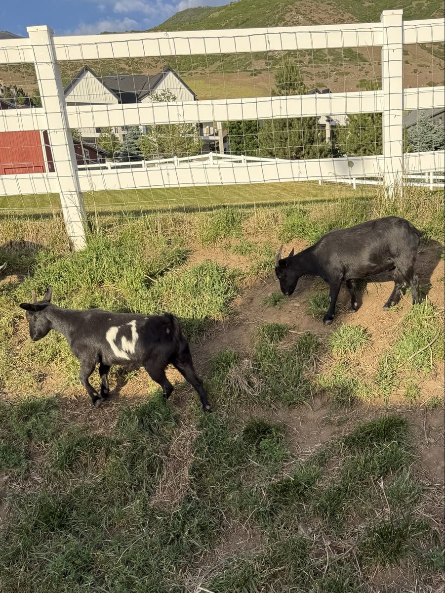 Fainting goat does (two for sale $100 each)