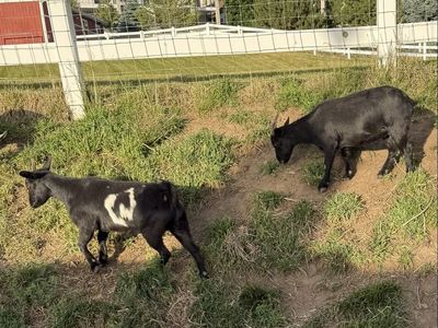 Fainting goat does (two for sale $100 each)