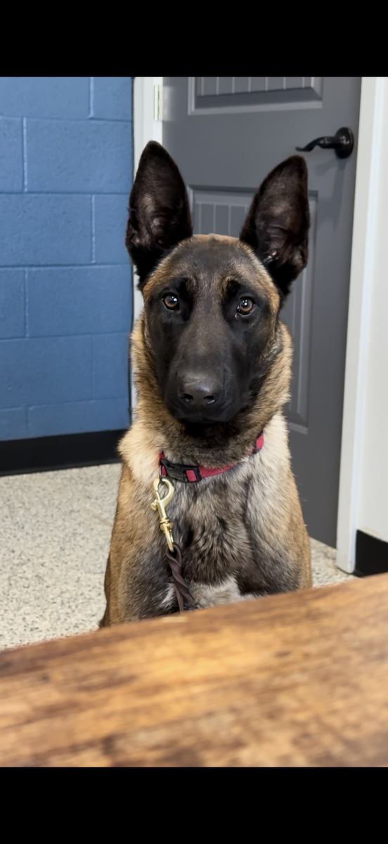 PTSD Service Dog available