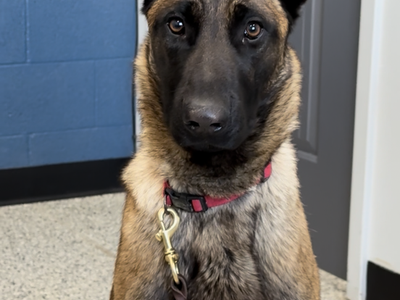 PTSD Service Dog available