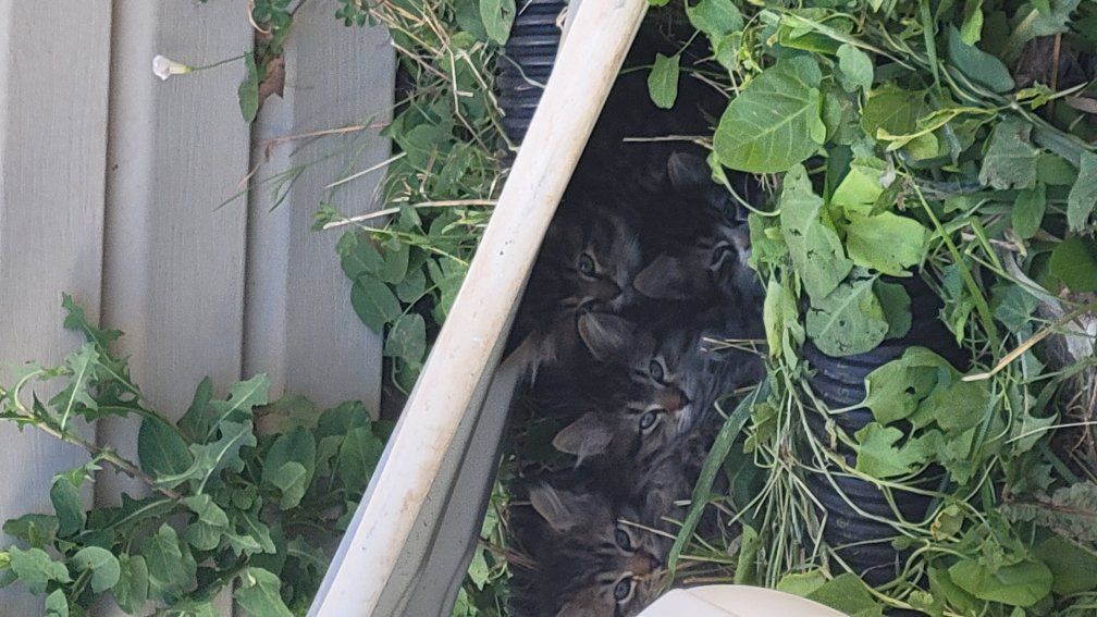 Sweet Fluffy Kittens for sale!