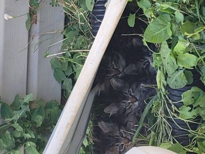 Sweet Fluffy Kittens for sale!