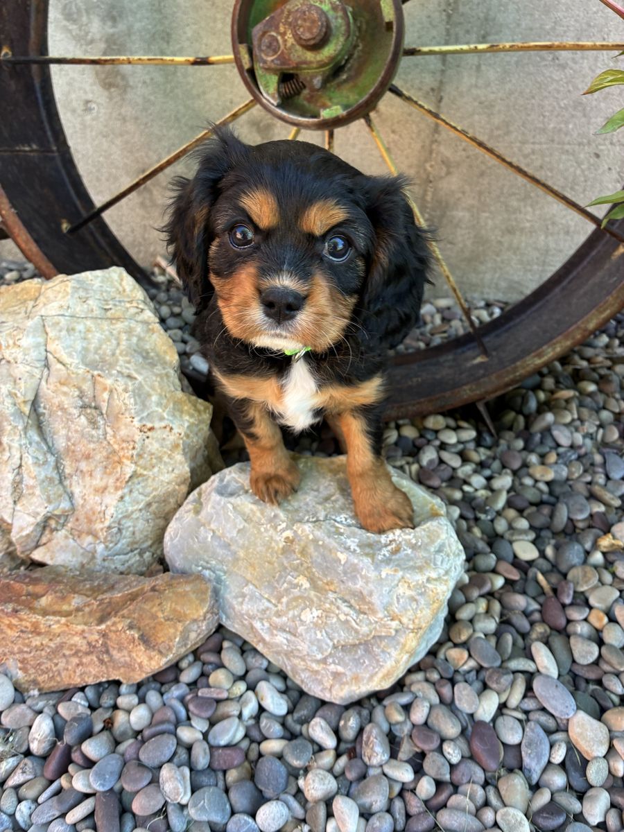 Pick of the litter—Cavalier King Charles Puppy