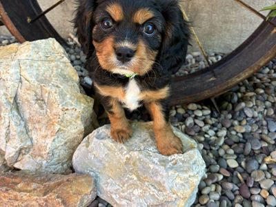 Pick of the litter—Cavalier King Charles Puppy