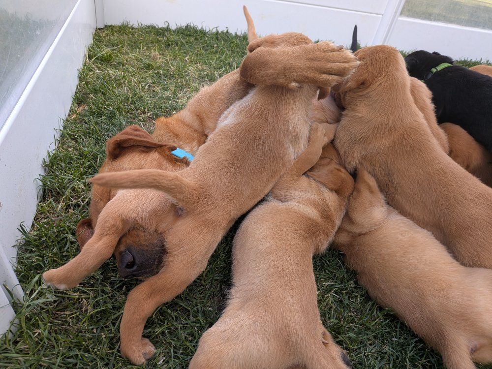 Elite Labrador Retrievers (OFA) (DNA) (AKC)