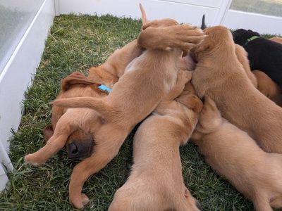 Elite Labrador Retrievers (OFA) (DNA) (AKC)