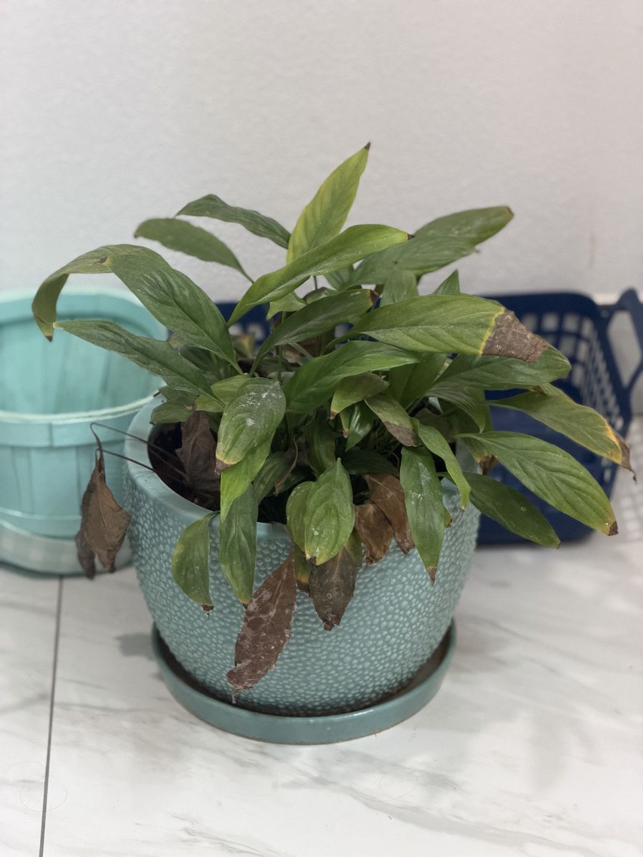 Peace Lily Live Potted Houseplant