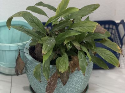 Peace Lily Live Potted Houseplant