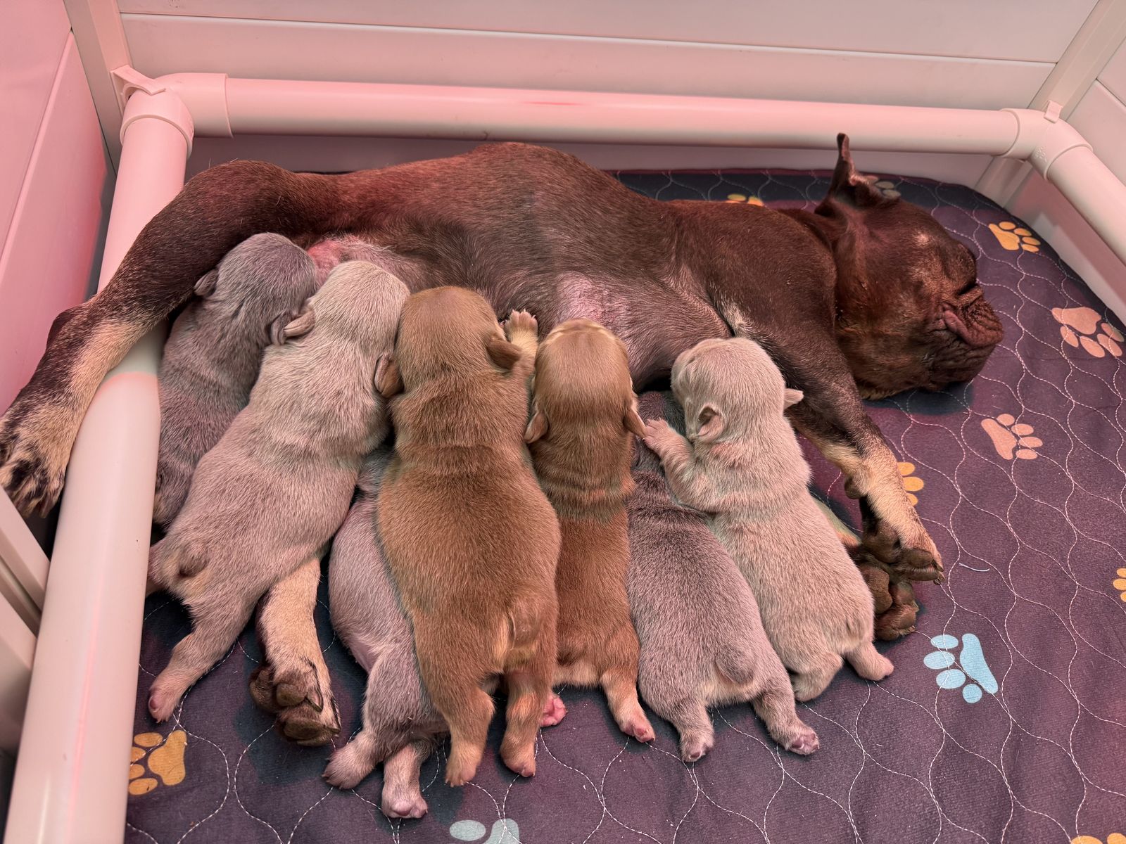 Exotic French Bulldog/Frenchie Puppies