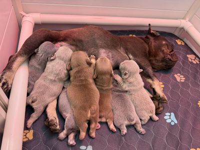 Exotic French Bulldog/Frenchie Puppies