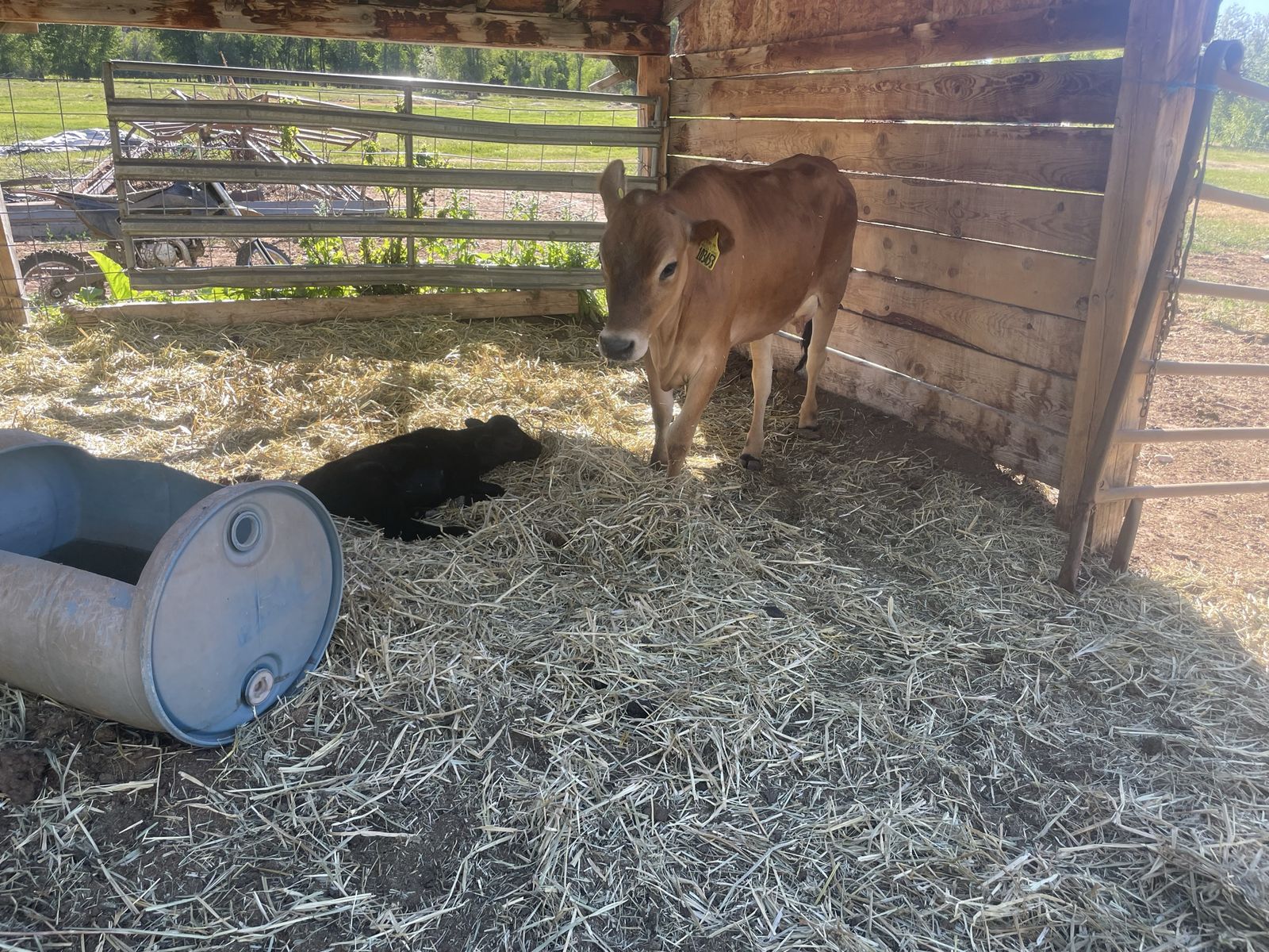 Heifer jersey mama full angus bull calf