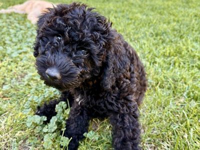 Doodle Puppies