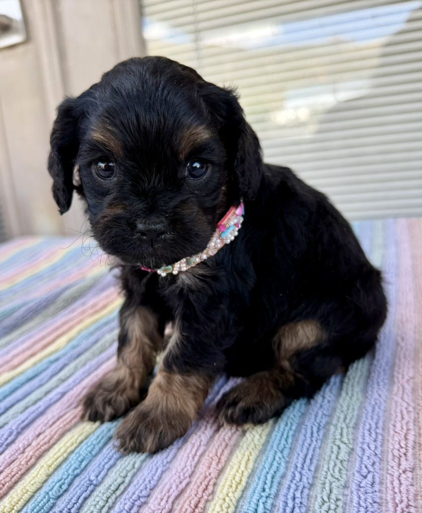 CUTEST F1 CAVAPOO PUPPIES READY NOW!!