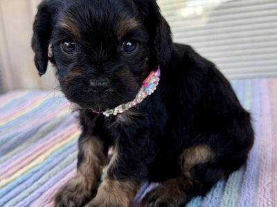 CUTEST F1 CAVAPOO PUPPIES READY NOW!!