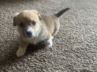 Corgi Puppy