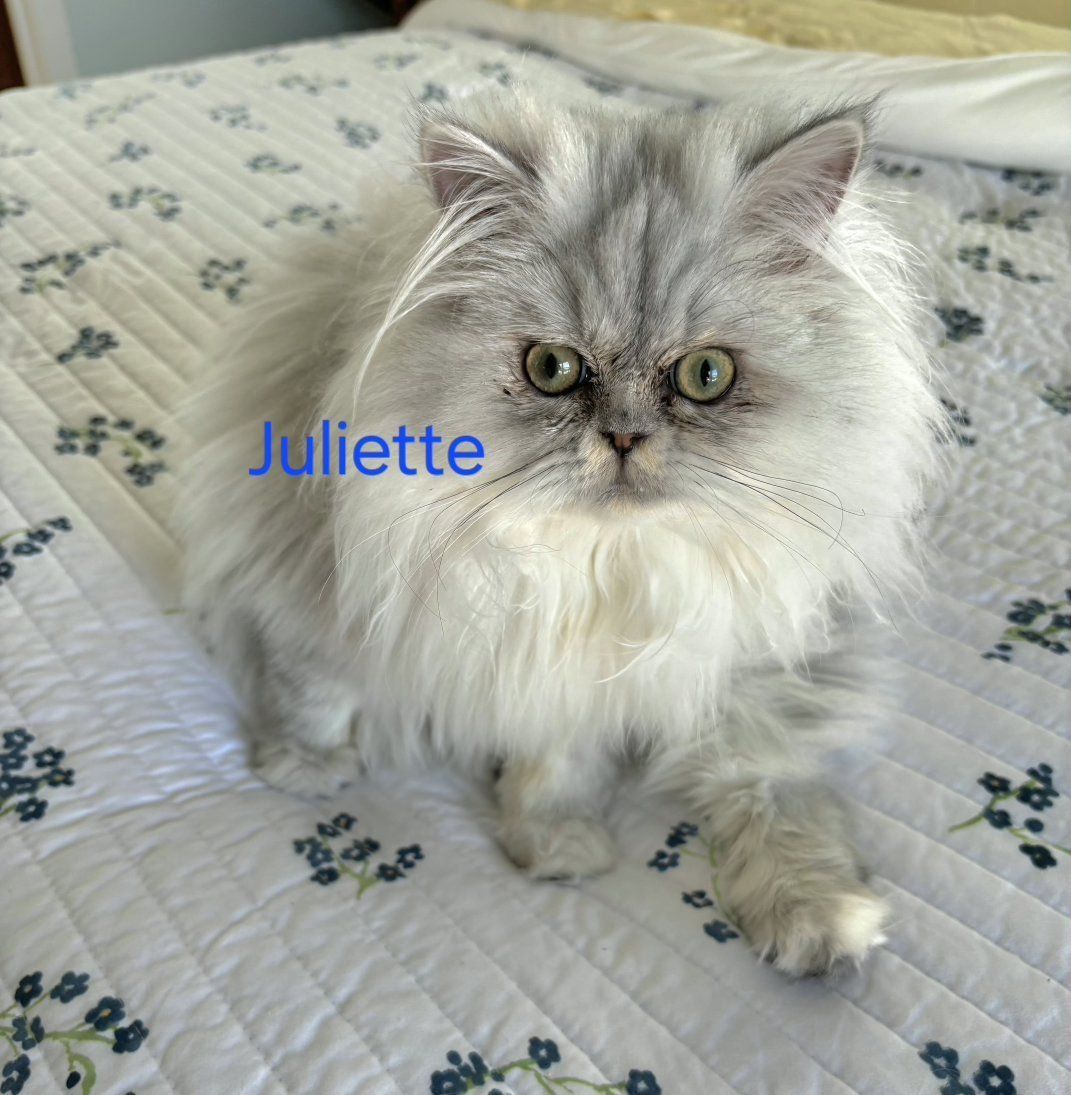 Purebred Silver Chinchilla Persians