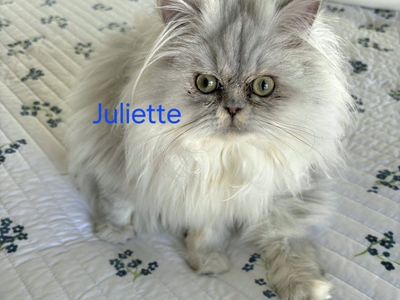 Purebred Silver Chinchilla Persians